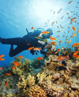 Scuba Diving